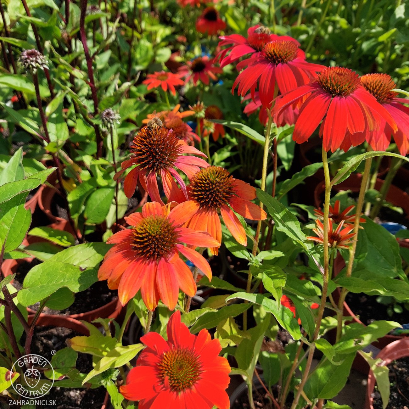 Obrázok Echinacea purpurová (Echinacea purpurea) ´LAKOTA ORANGE´® - kont. C1,5L